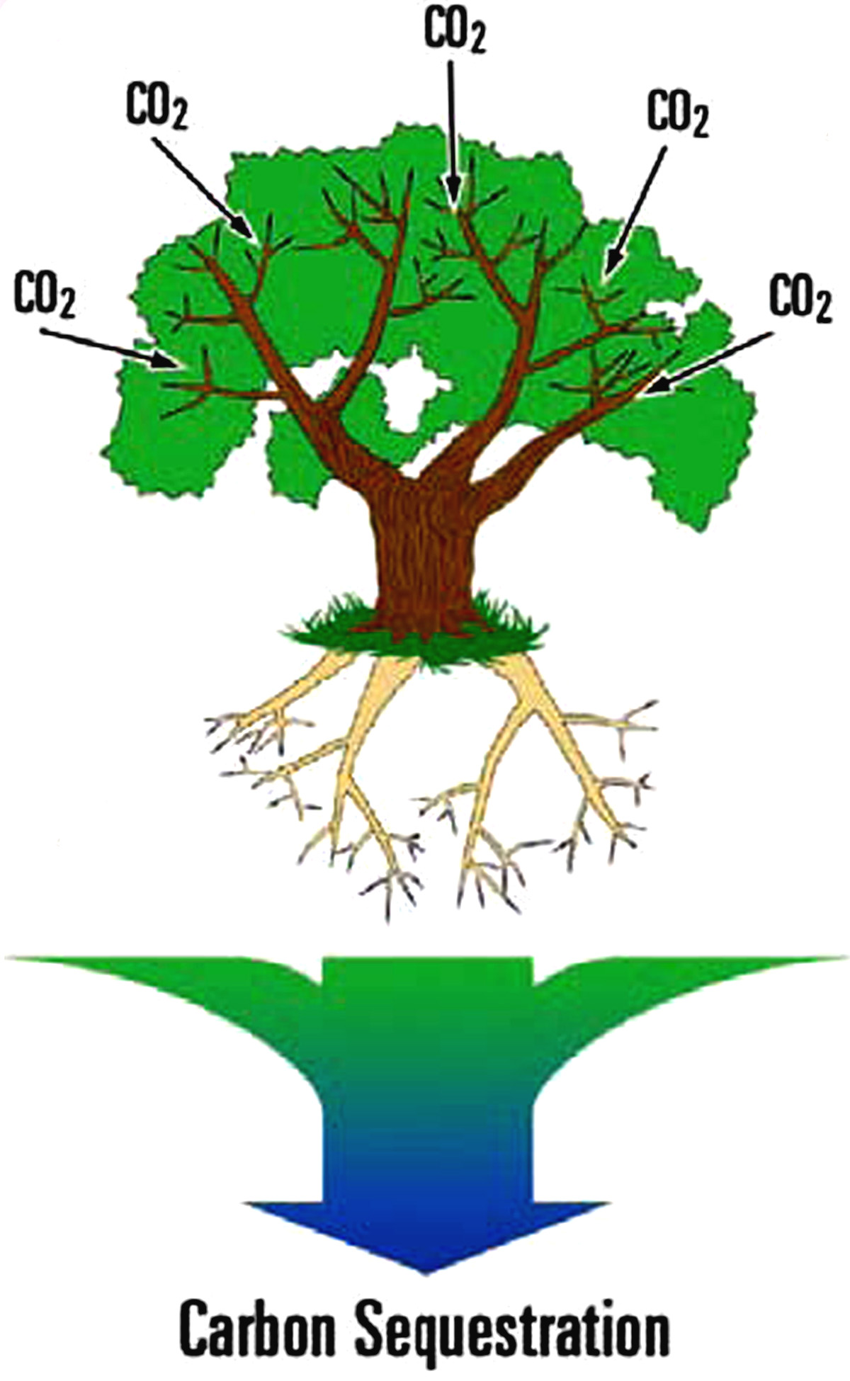 Illustration courtesy of Oak Ridge National Laboratory, U.S. Dept. of Energy