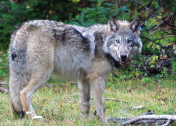 The endangered gray wolf.