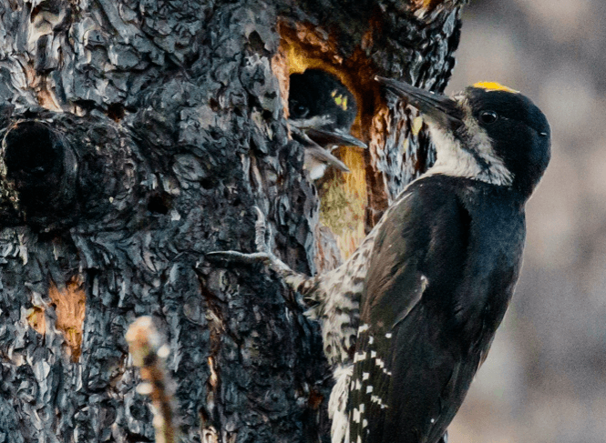Black-backed woodpeckers makes its home in a burned forest