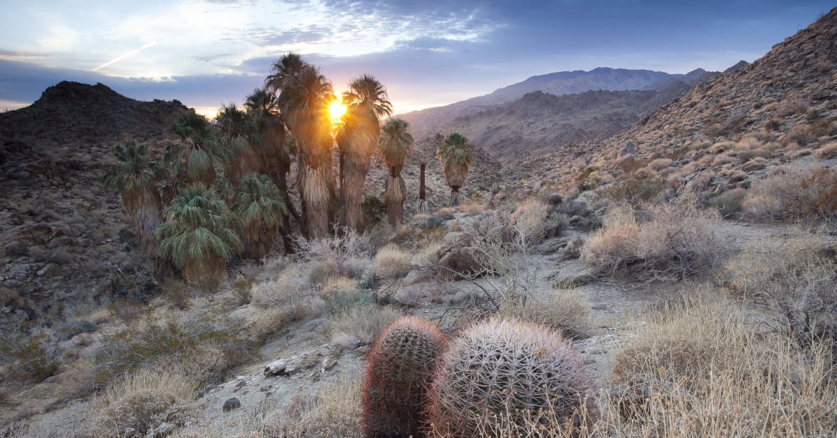 Desert Bioregion