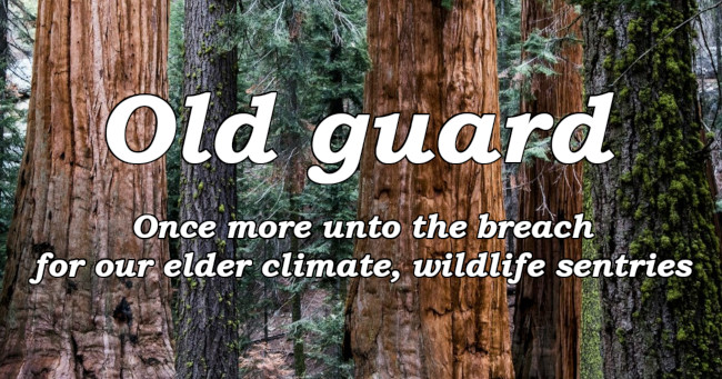 Old guard - Once more unto the breach for our elder climate, wildlife sentries