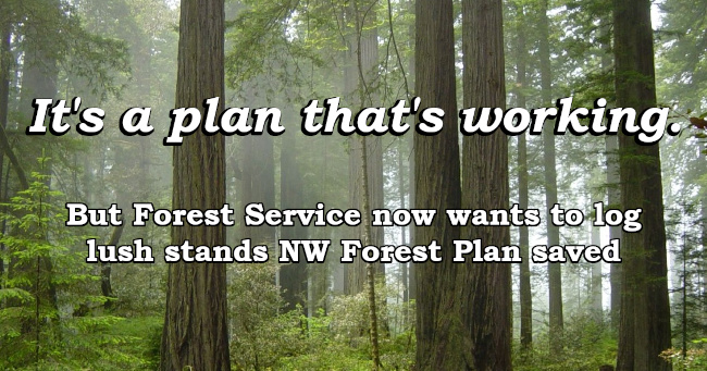 It's a plan that's working. But Forest Service now wants to log lush stands NW Forest Plan saved.