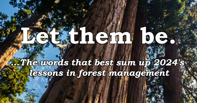 Let them be. ..The words that best sum up 2024's 
lessons in forest management.